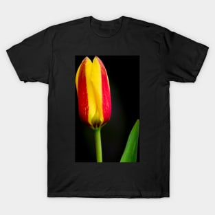 Tulip T-Shirt